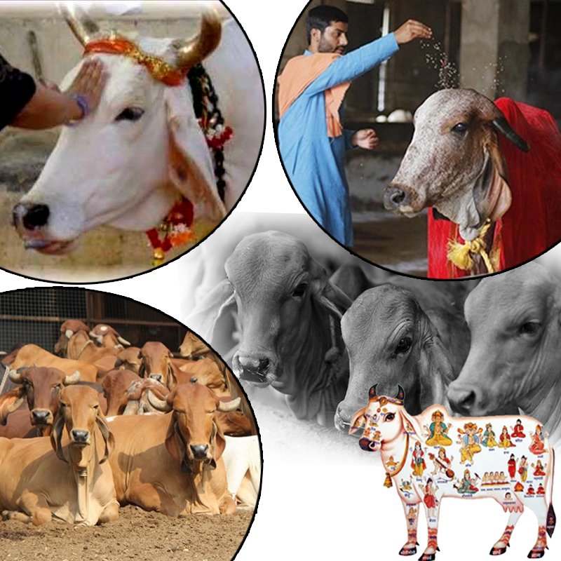 Gau Daan (Cow Donation)
