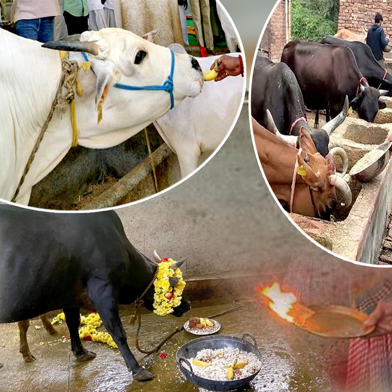 Gau Seva and Puja
