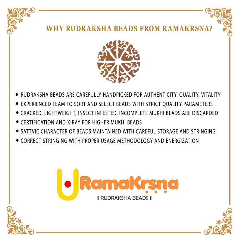 Trijuti Rudraksha Indonesia (Small)