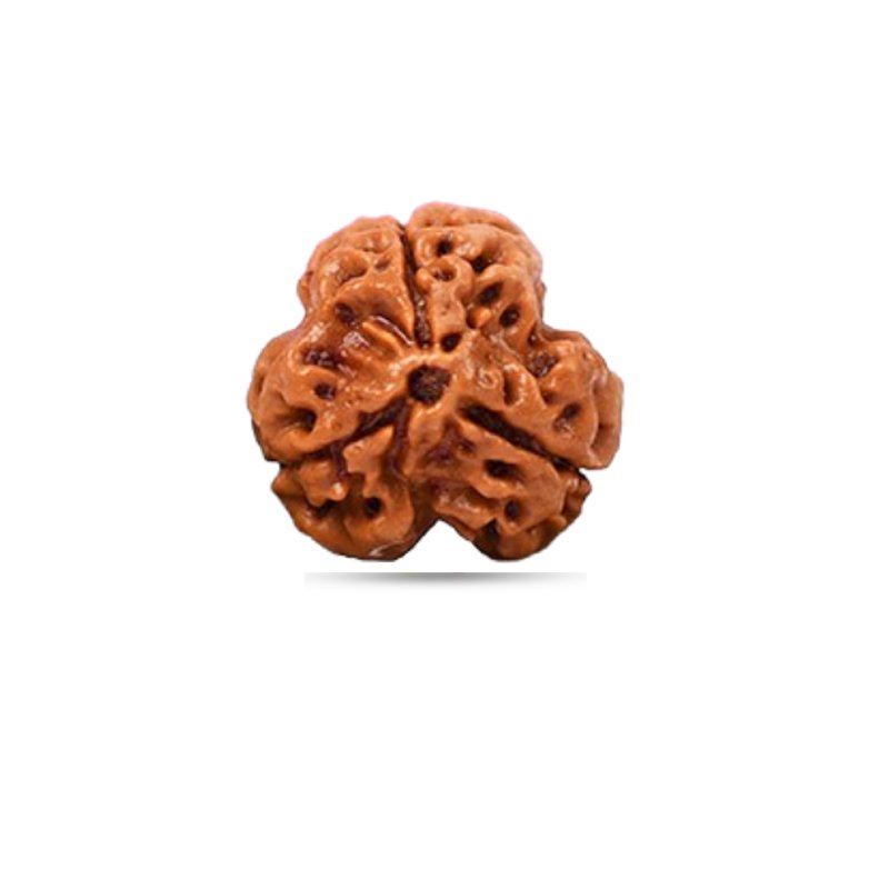 3 Mukhi Rudraksha Nepal (Big)