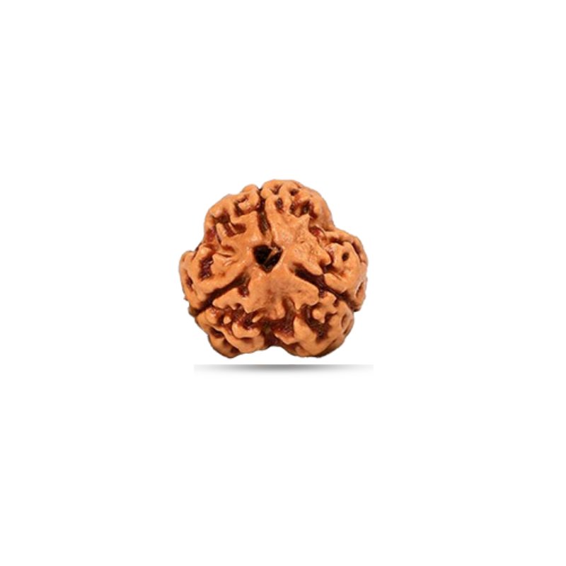 3 Mukhi Rudraksha Nepal (Small)