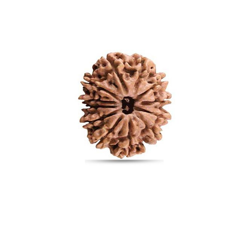 12 Mukhi Rudraksha Nepal (Small)