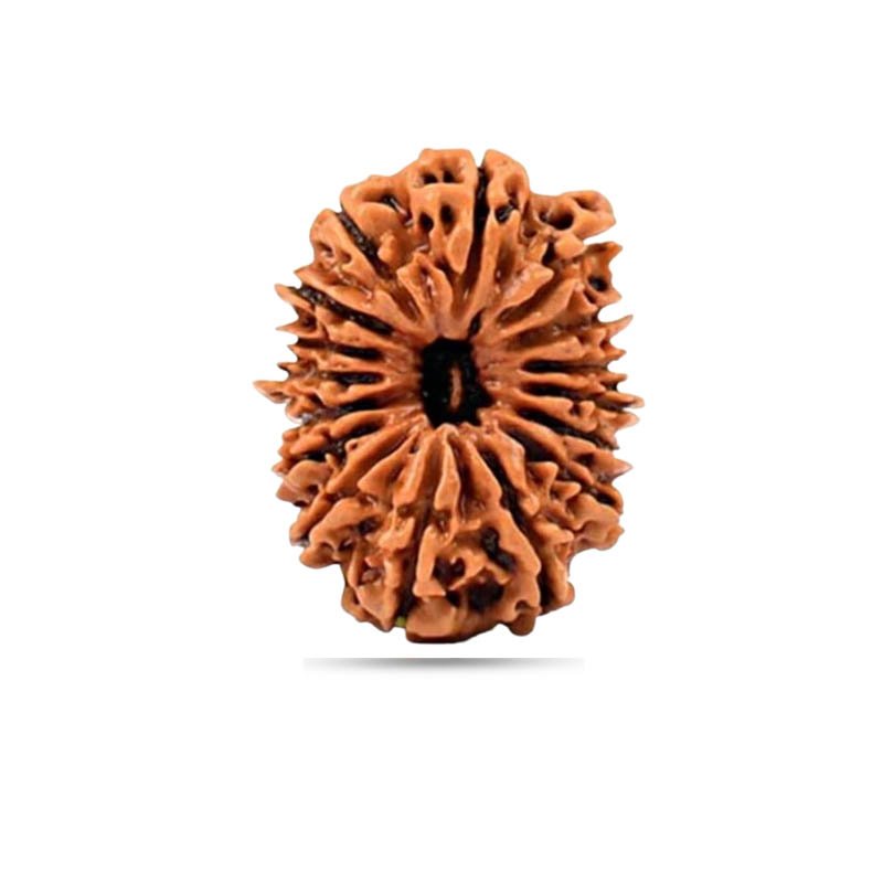 16 mukhi Nepal - Big