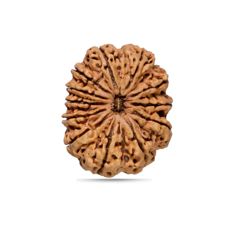 12 Mukhi Nepal - Giant