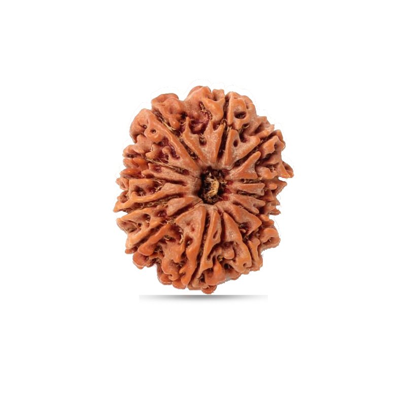 12 Mukhi Rudraksha Nepal