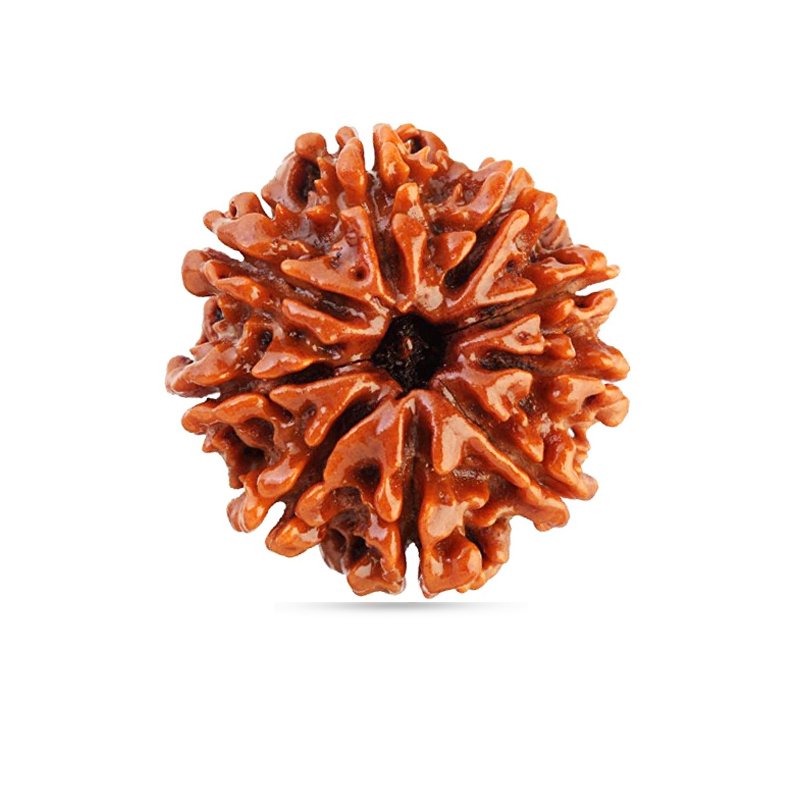 9 Mukhi Nepal - Giant