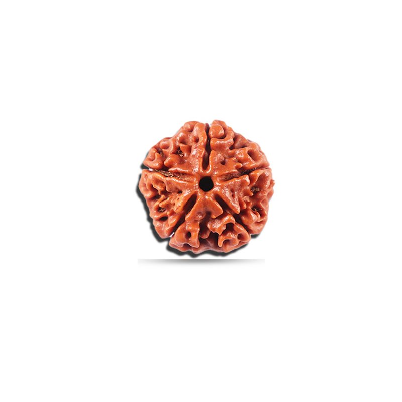 5 Mukhi Rudraksha Nepal (Small)