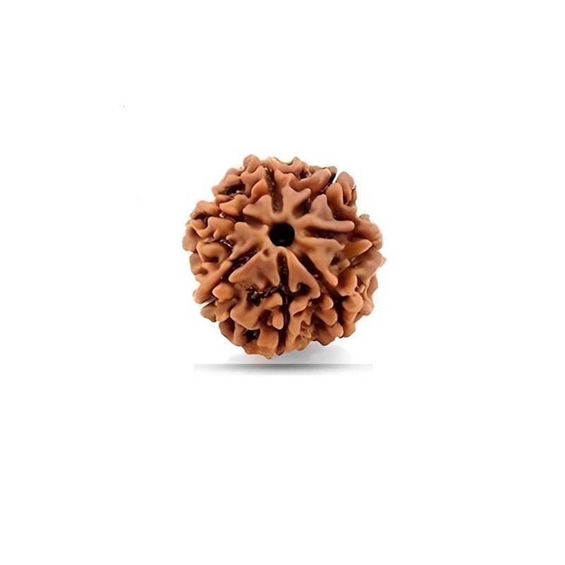 7 Mukhi Rudraksha Nepal (Small)