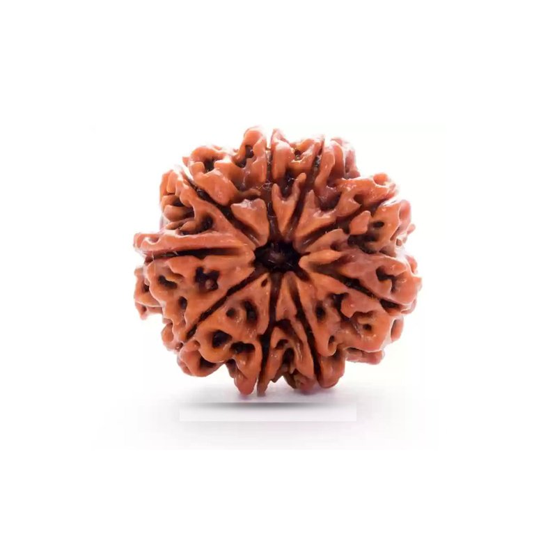 9 Mukhi Rudraksha Nepal (Big)