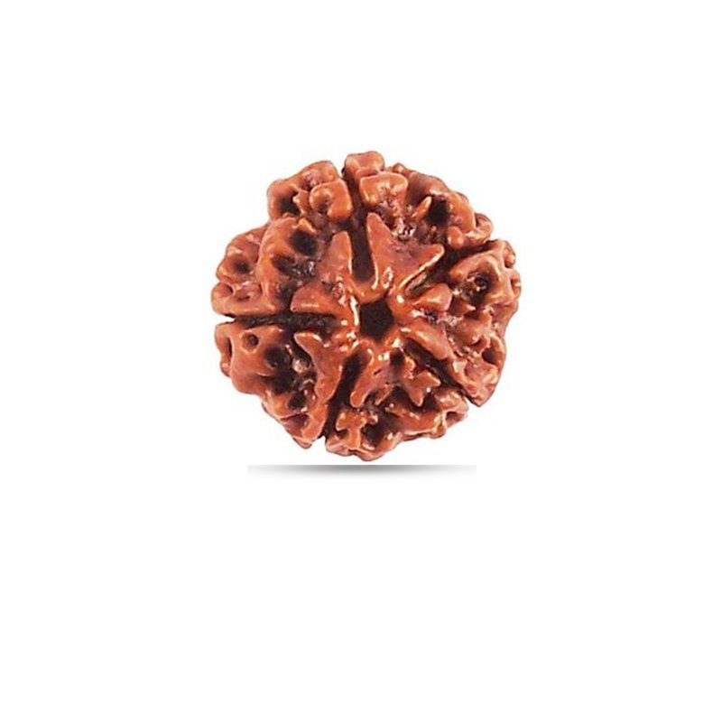 4 Mukhi Rudraksha Nepal (Big)