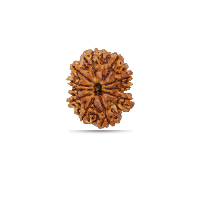 11 Mukhi Rudraksha Nepal (Small)
