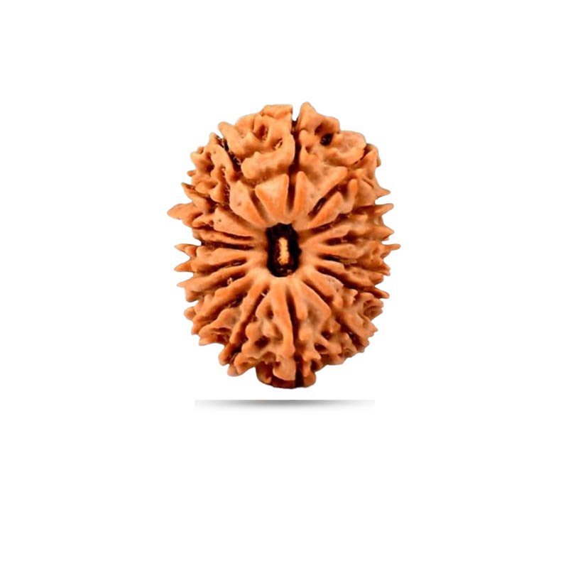 16 Mukhi Rudraksha Nepal
