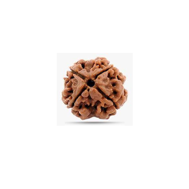 4 Mukhi Nepal - Small