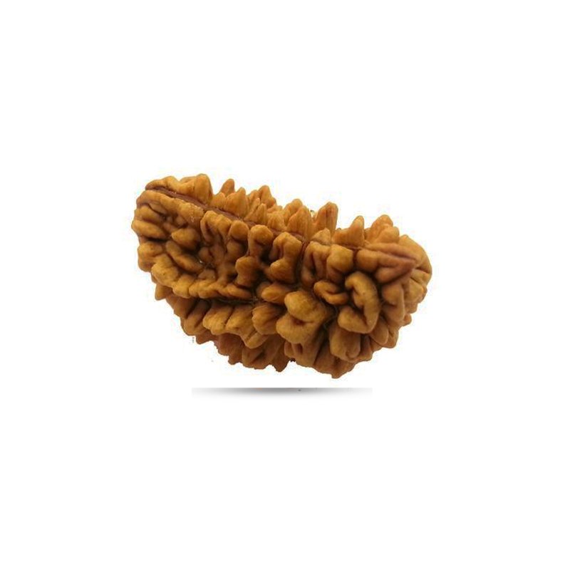 1 Mukhi Rudraksha Half Moon