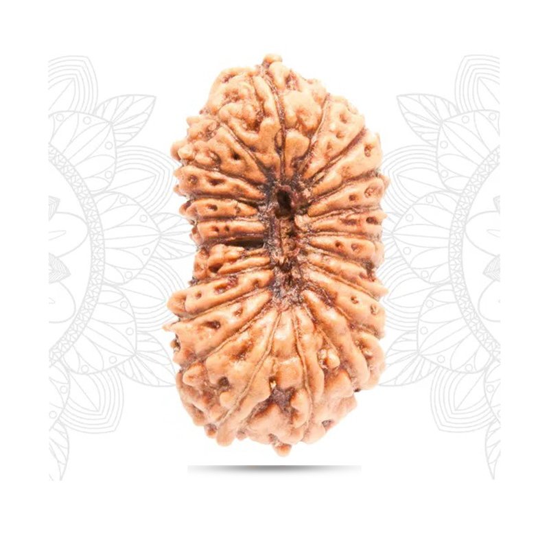 20 mukhi Indonesia - Giant