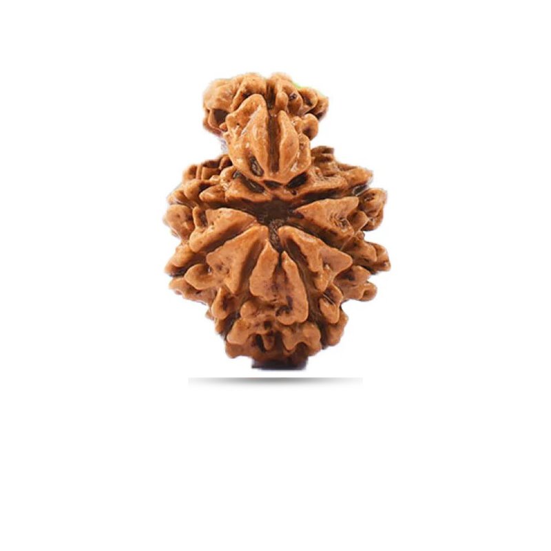 Sawar Naag Rudraksha Nepal