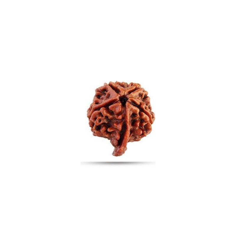 Ganesh Rudraksha Nepal (Small)