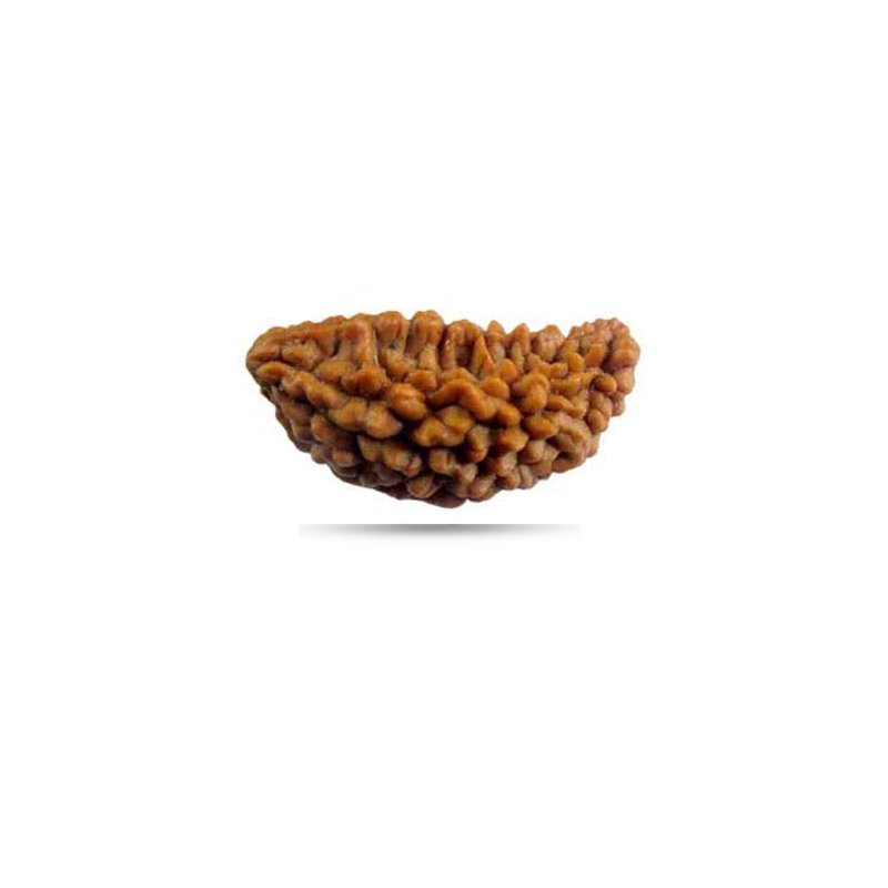 1 Mukhi Rudraksha Half Moon (Small)