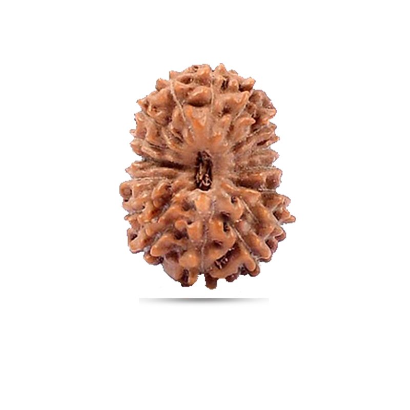 16 mukhi Indonesia - Big