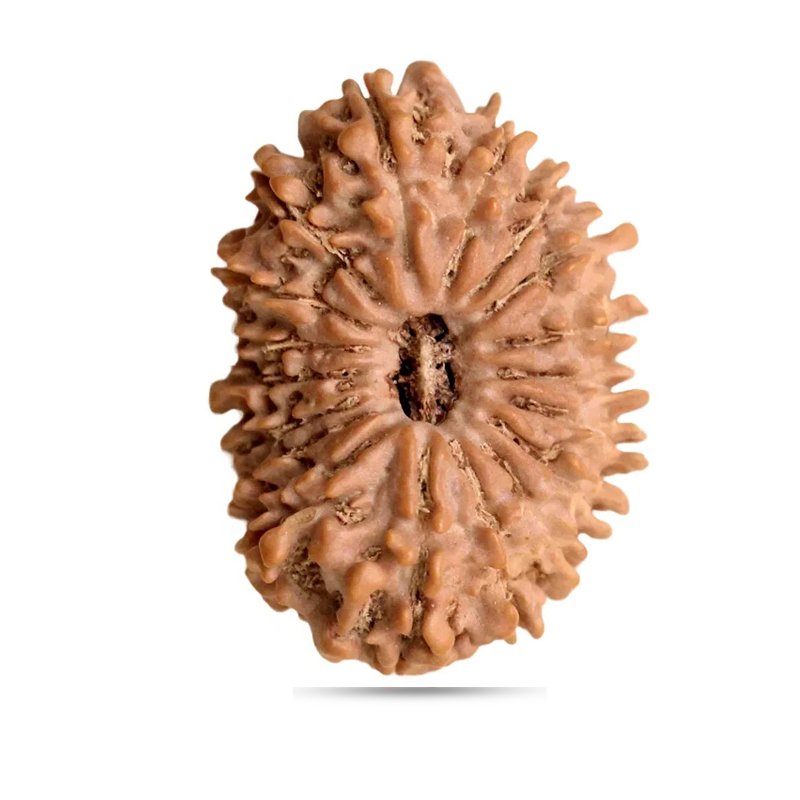 18 mukhi Indonesia - Giant