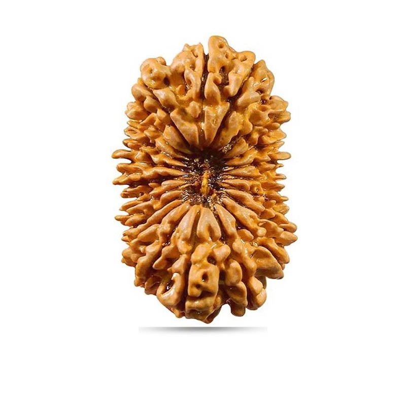 20 mukhi Nepal - Big