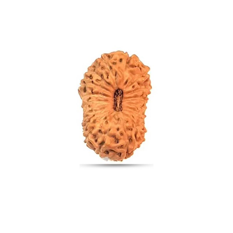 15 Mukhi Rudraksha Indonesia