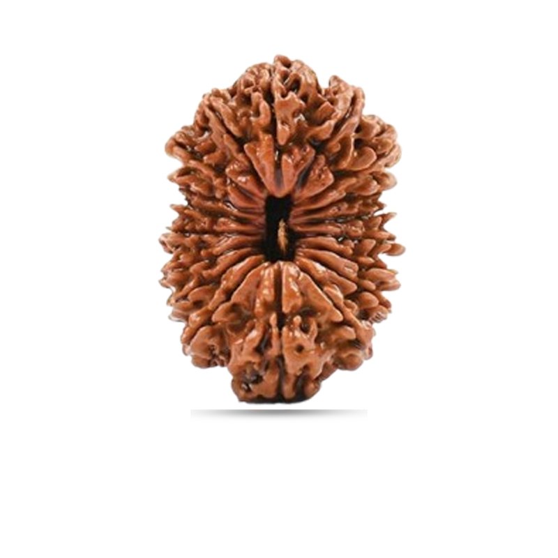 18 mukhi Nepal - Big