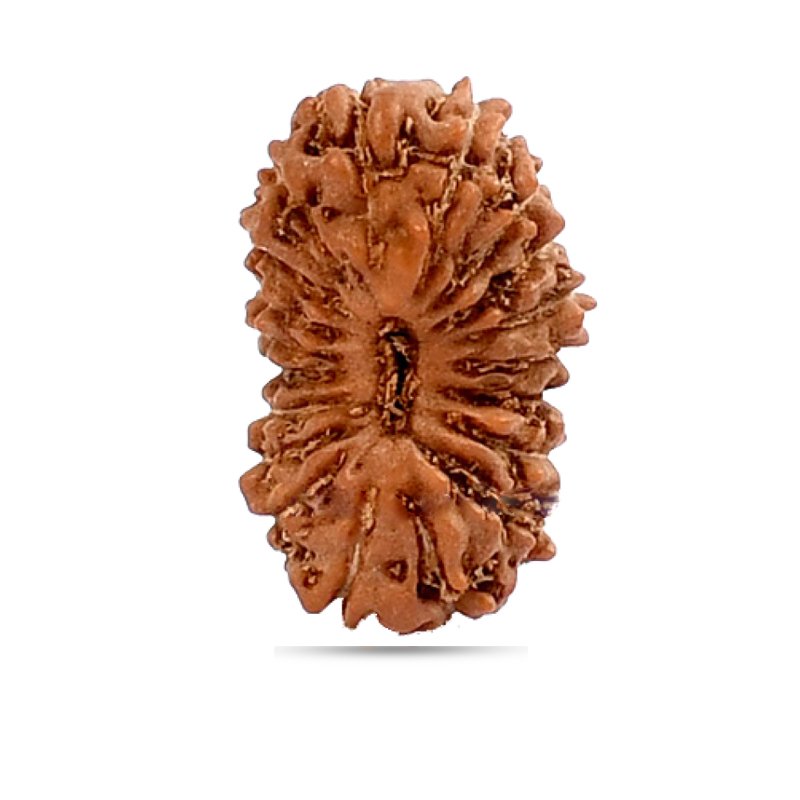 19 Mukhi Rudraksha Indonesia (Giant)