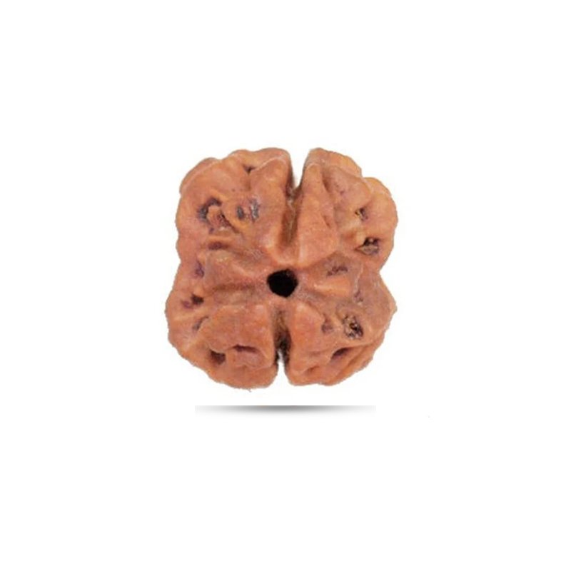 2 Mukhi Rudraksha Indonesia