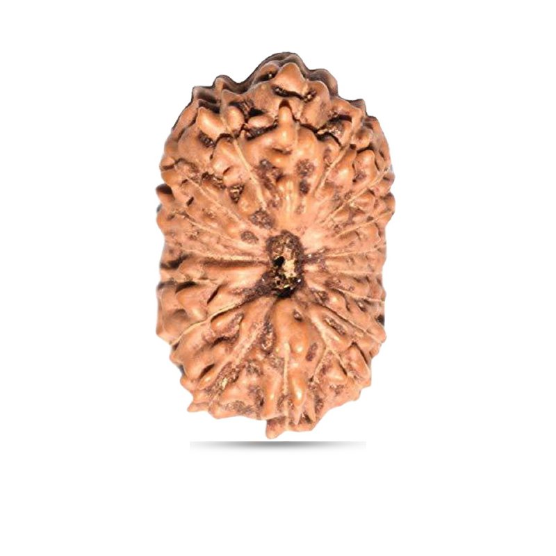 17 Mukhi Rudraksha Indonesia (Big)
