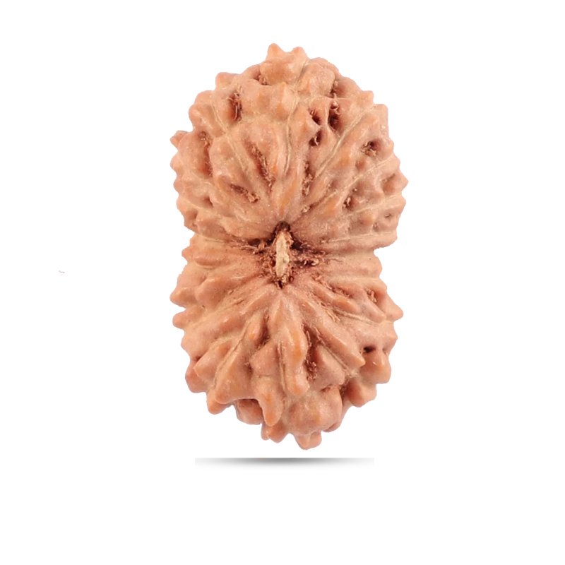 18 Mukhi Rudraksha Indonesia (Big)