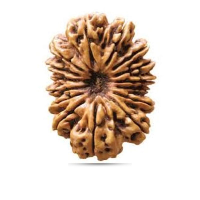 19 Mukhi Rudraksha Nepal (Big)