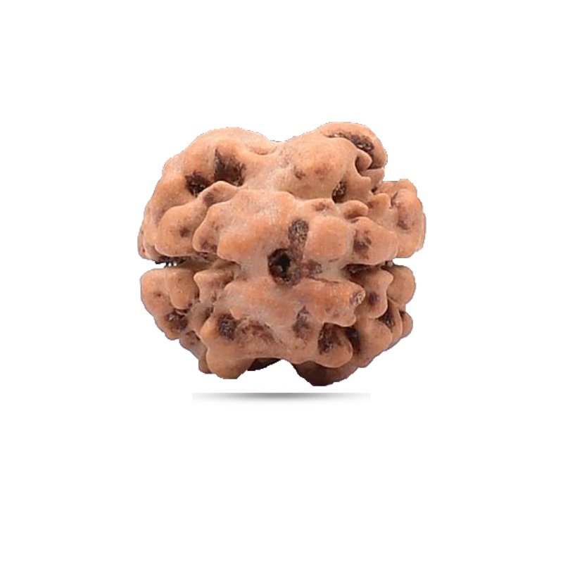 2 Mukhi Rudraksha Nepal (Big)