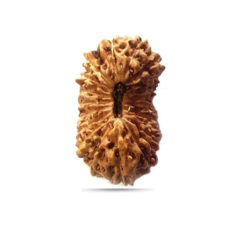 20 Mukhi Rudraksha Indonesia (Big)