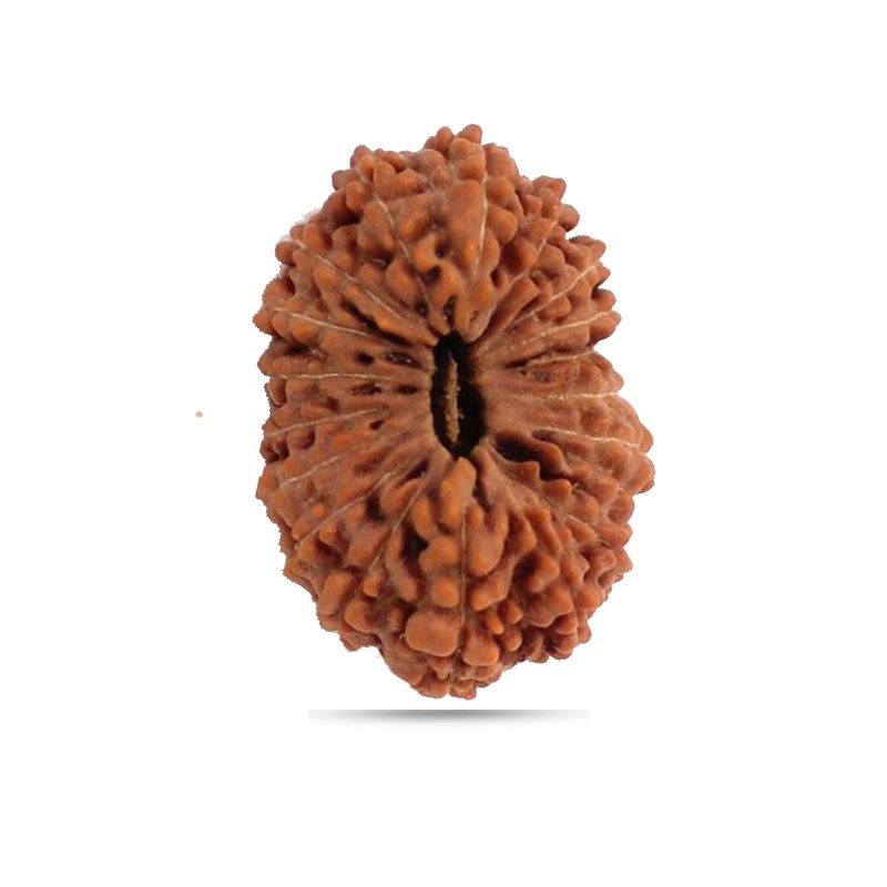 19 mukhi Indonesia - Big