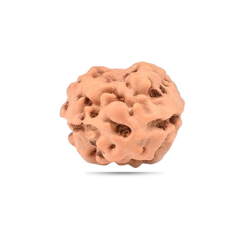 2 Mukhi Indonesia - Big