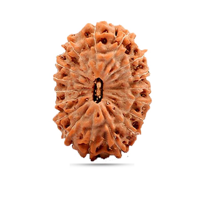 17 mukhi Indonesia - Giant