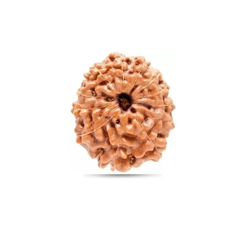 13 Mukhi Rudraksha Indonesia