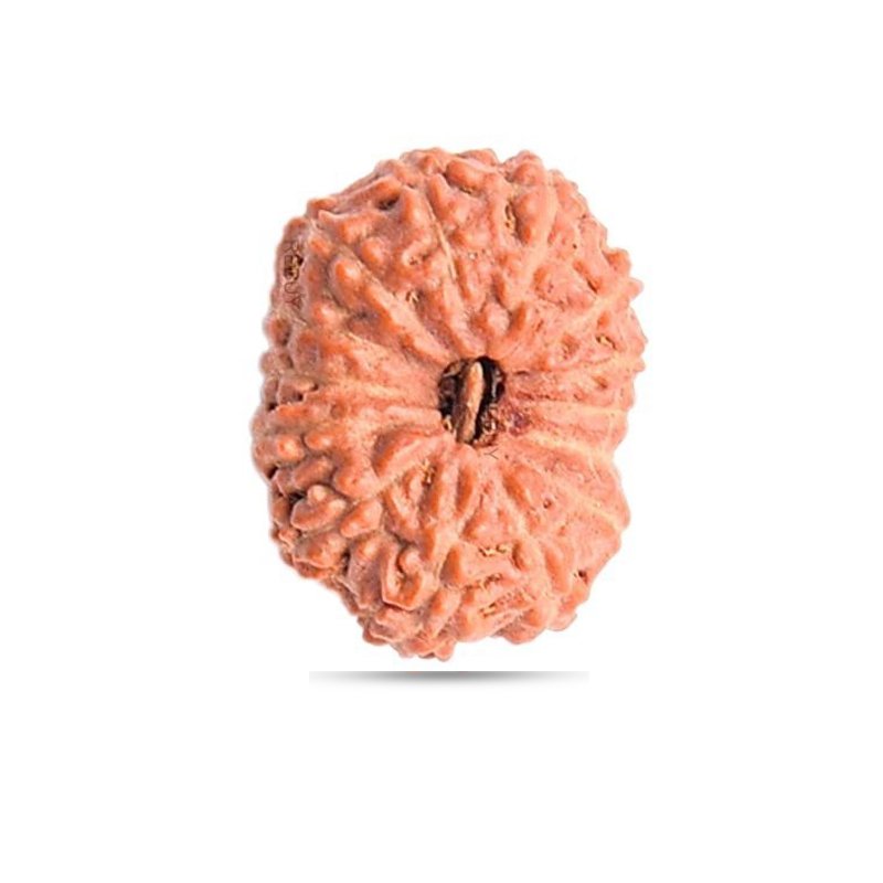 14 Mukhi Indonesia - Big