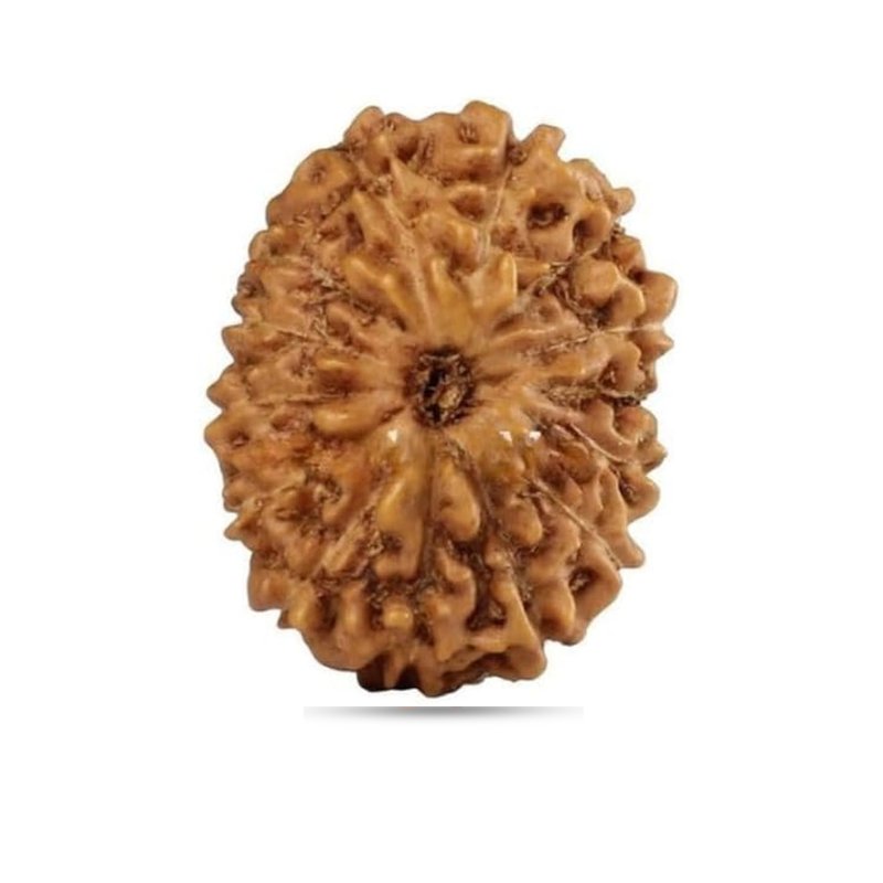 14 Mukhi Indonesia - Giant