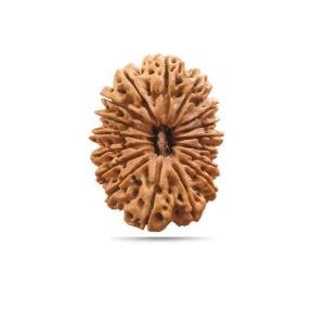 17 Mukhi Rudraksha Nepal