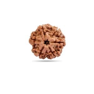 6 Mukhi Nepal - Small