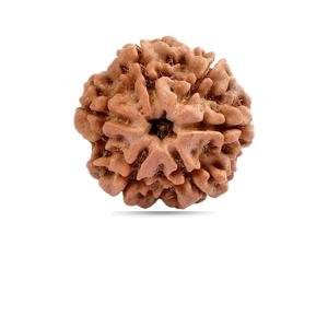 6 Mukhi Nepal - Giant