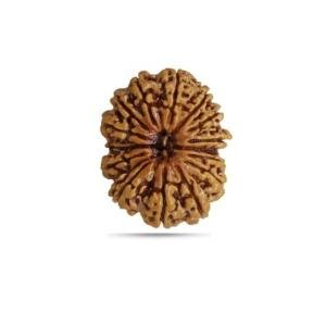 14 Mukhi Nepal - Big