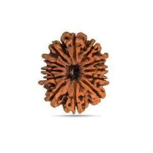 12 Mukhi Nepal - Big