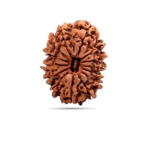 14 Mukhi Nepal - Giant