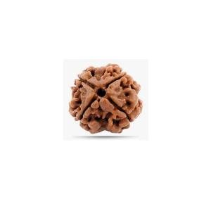 4 Mukhi Nepal - Small