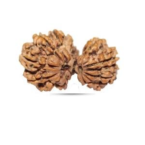 Garbh Gauri Rudraksha Nepal