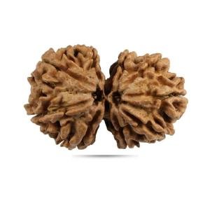 Gauri Shankar Rudraksha Nepal - Giant