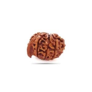 Ganesh Rudraksha Nepal - Big